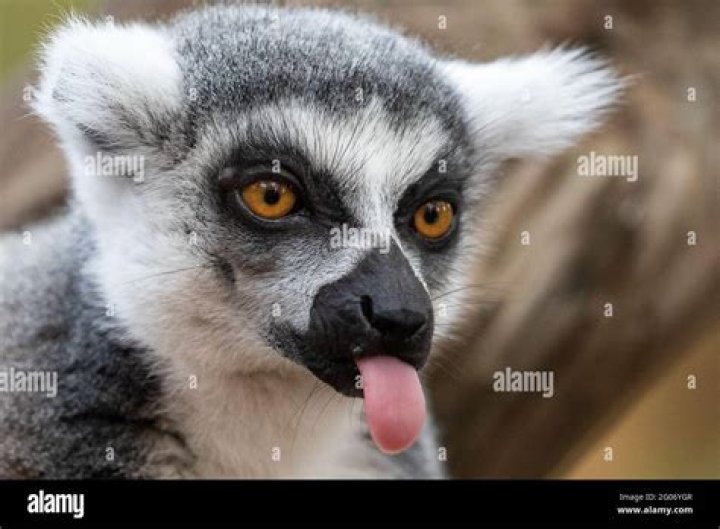 Lemur sticking out tongue