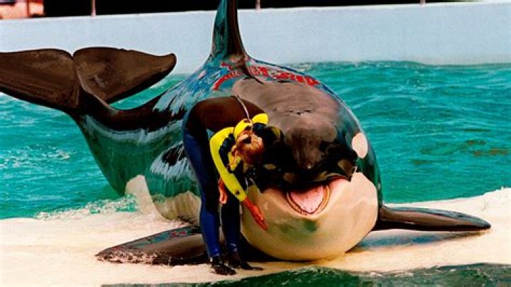 Lolita The Orca