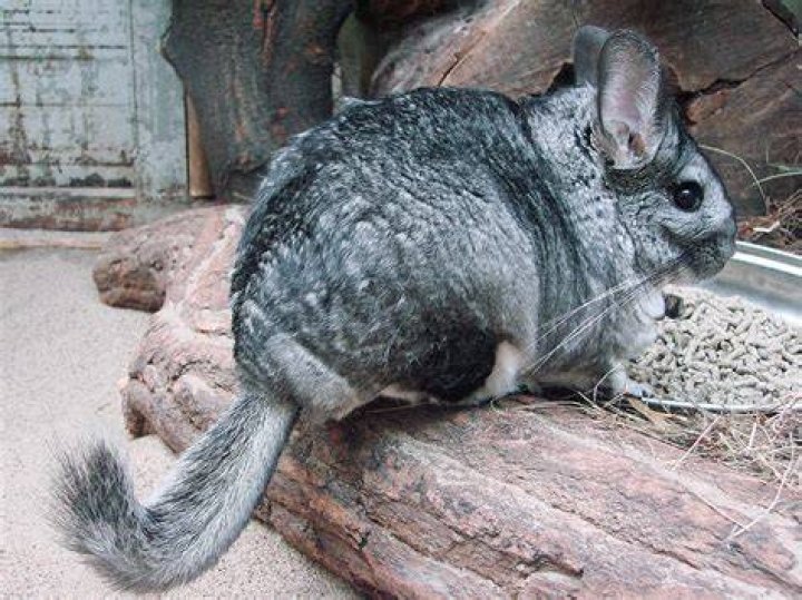 Long Tailed Chinchilla Cutest Animals Ever
