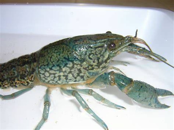 Marbled Crawfish