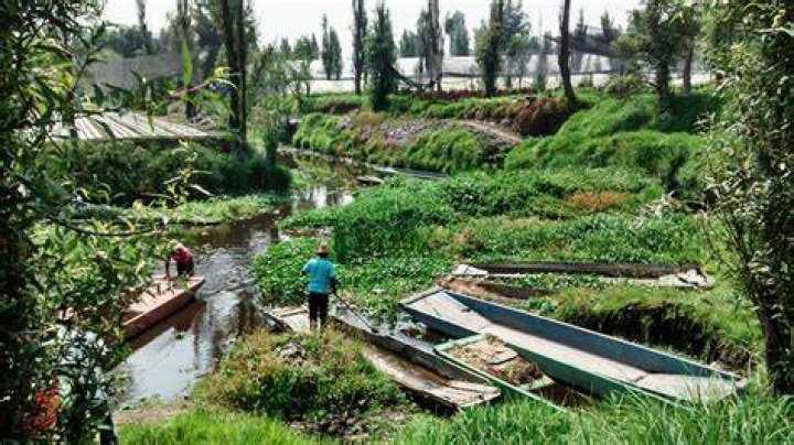 Modern Chinampa