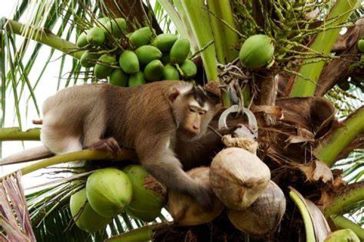 Monkey Forced To Pick Coconuts