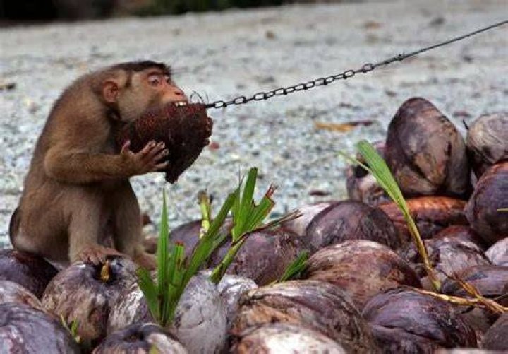 Monkey Picking Coconuts
