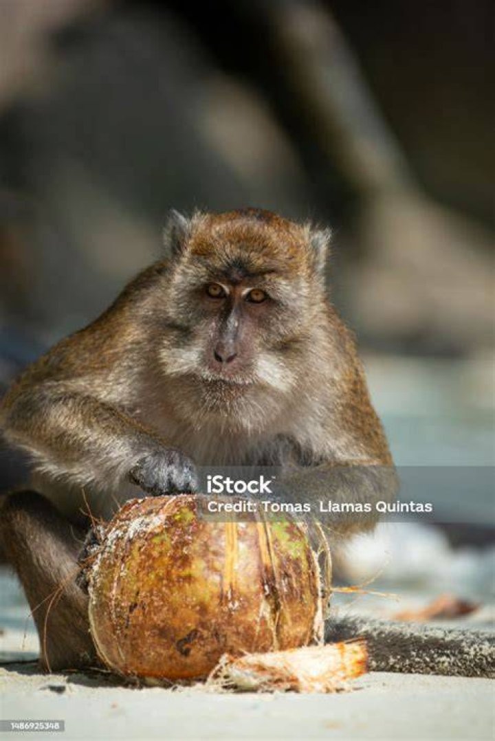 Monkey Sitting On Coconut Shells