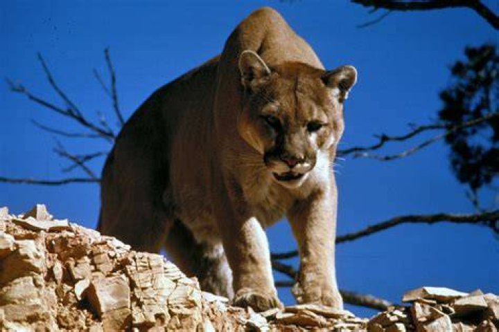 Mountain Lion In Glacier Park Montana