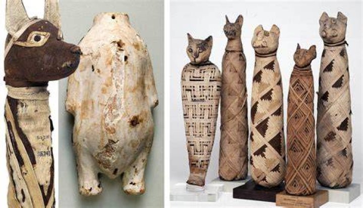 Mummified Animals