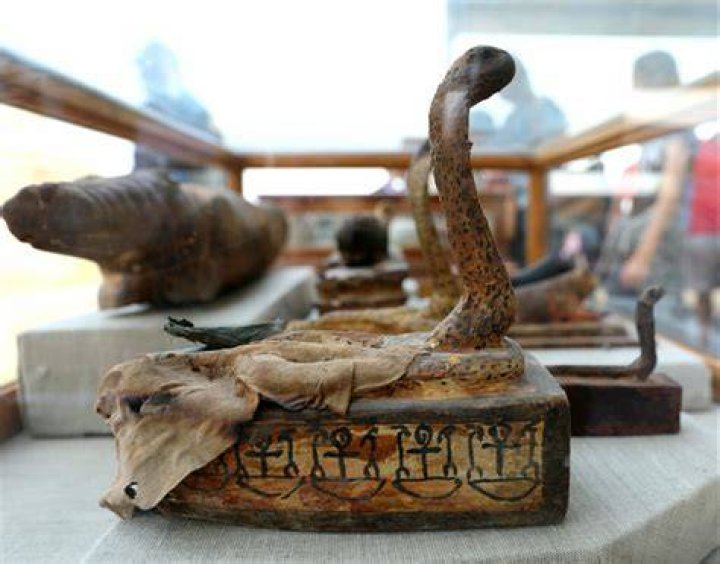 Mummified Cobra