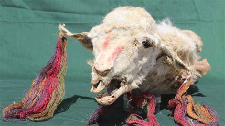 Mummified Inca Llama Sacrifice