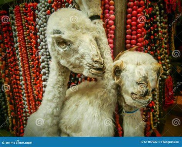 Mummified Llamas