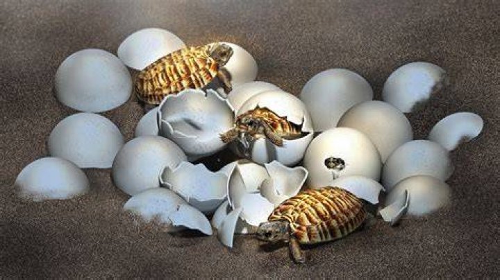 Nanhsiungchelyid Turtle Egg