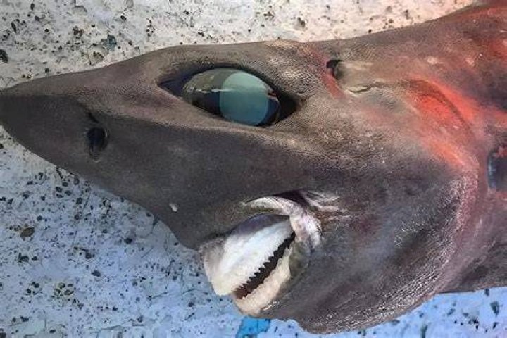 Nightmare Shark