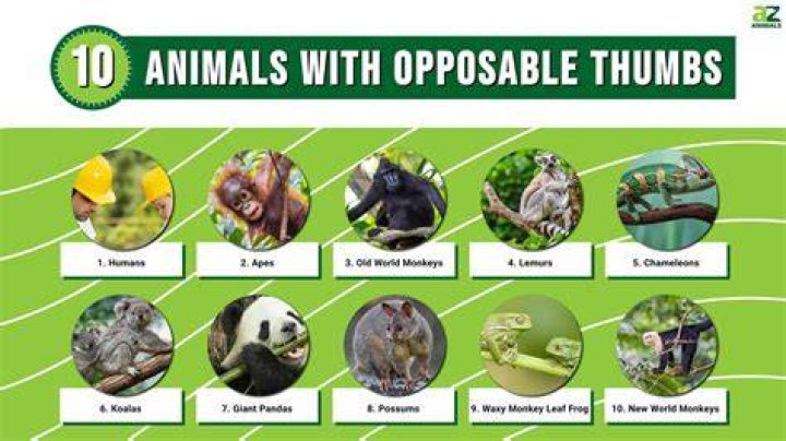 opposable thumbs