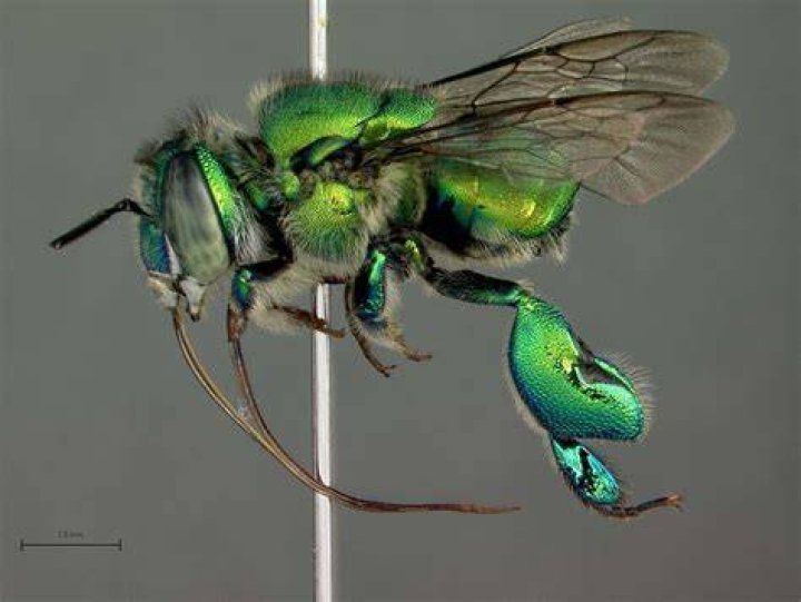Orchid Cuckoo Bee