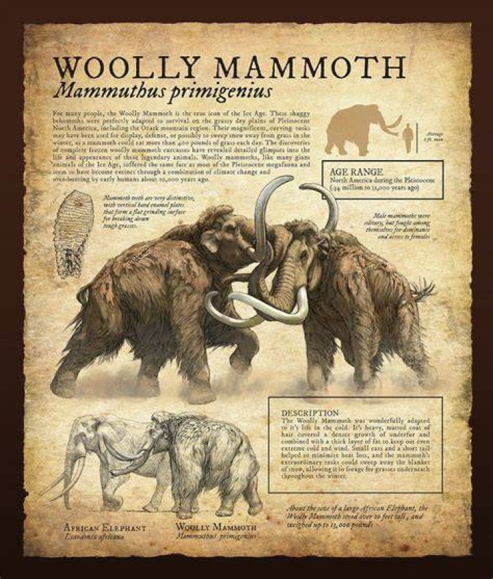 Prehistoric Animals