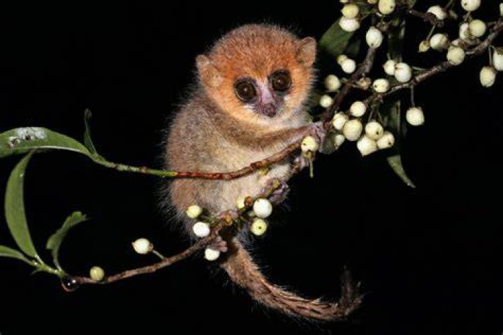 Pygmy Mouse Lemur