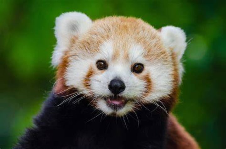 Red Panda Photograph