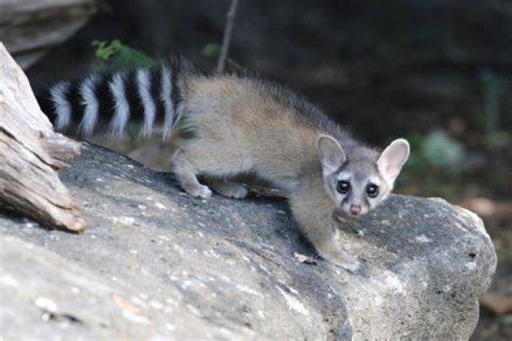 ring-tailed