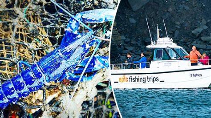 Sapphire Lobster Catch