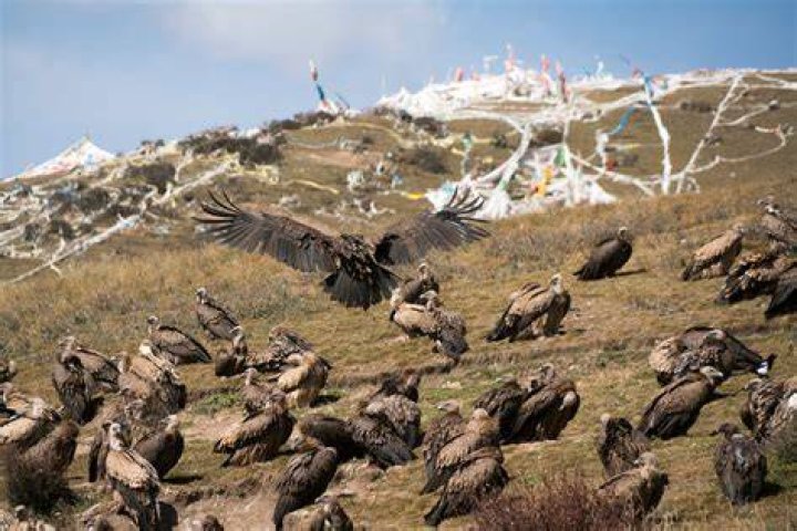 Sky Burial