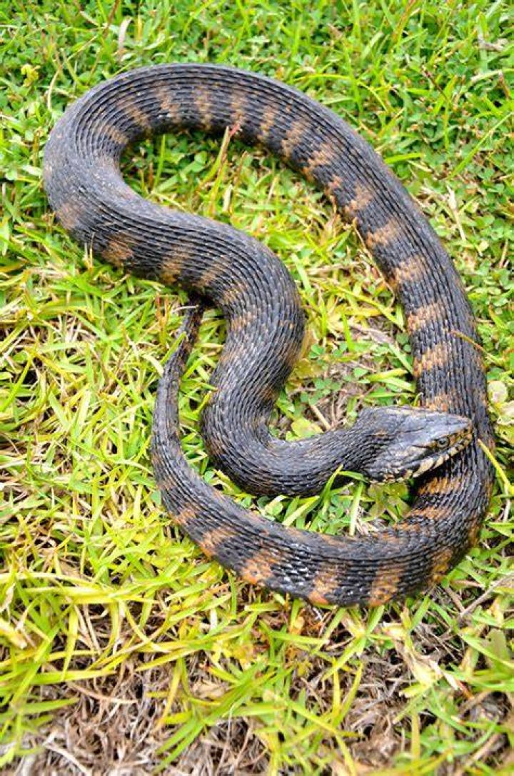 Tangled Up Florida Water Snake