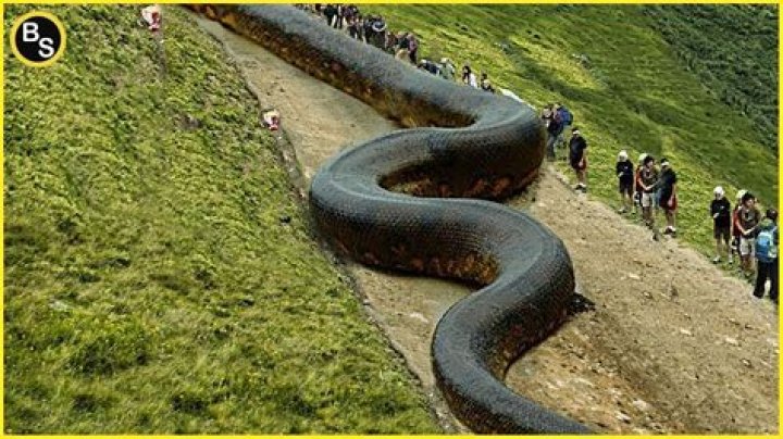 The Biggest Snake Ever