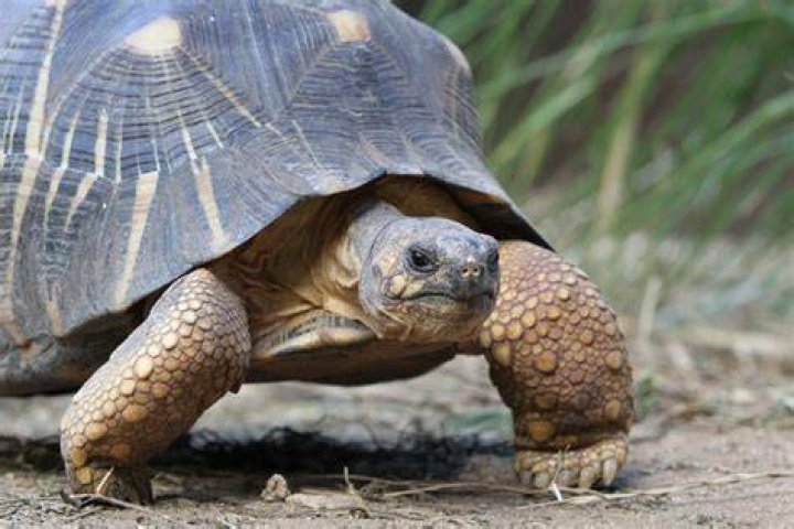 Tortoise Frederika