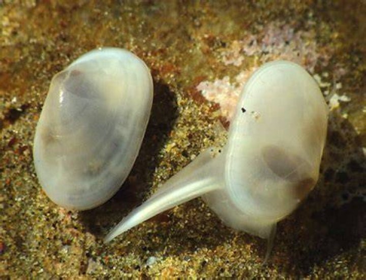Translucent Clam Species