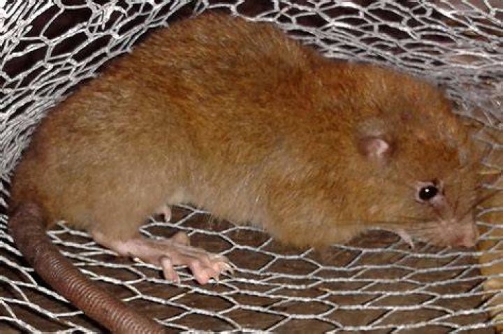 Vangunu Giant Rat