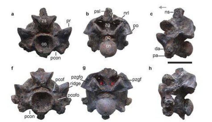 Vasuki Indicus Vertebrae