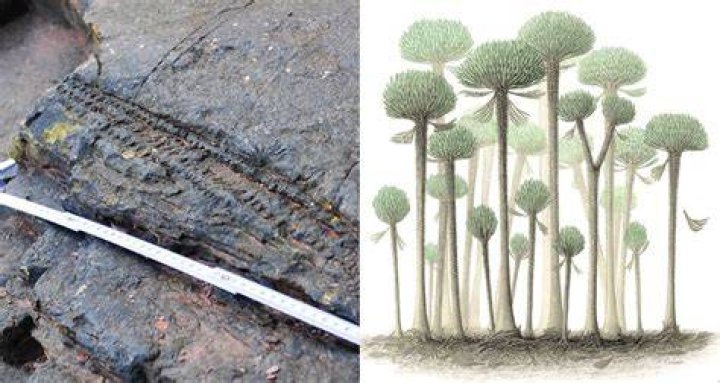 World's Earliest Known Fossilized Forest Discovered In England