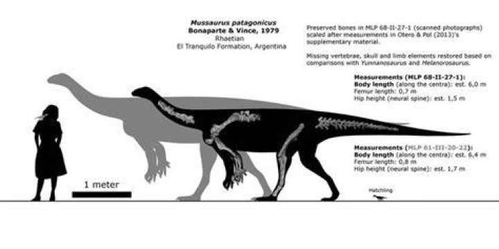 X Ray Of Mussaurus Patagonicus Bones